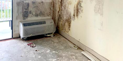 Mold Remediation Service